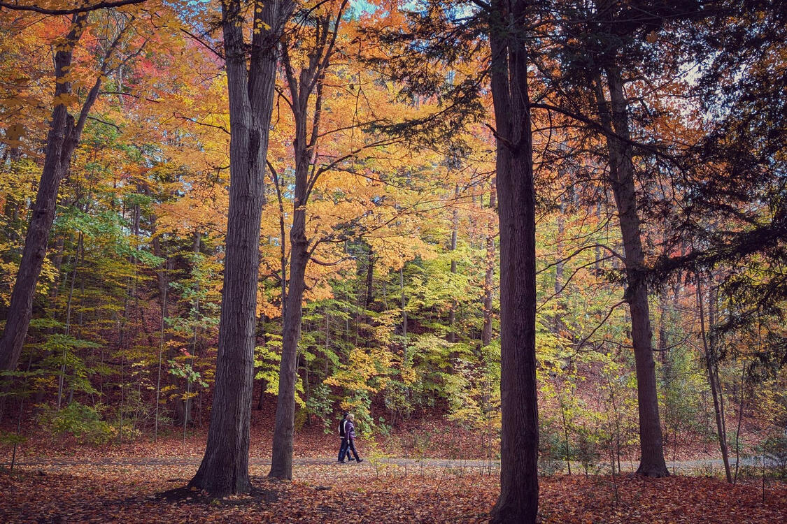 two people walking in a park with large trees in the fall