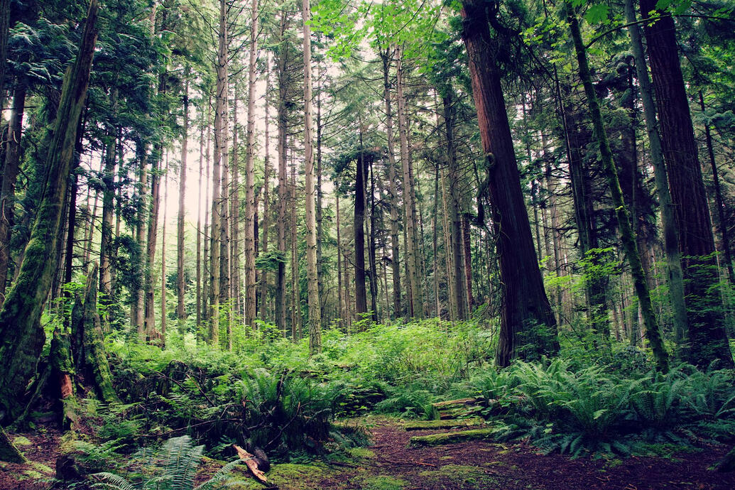 forest with tall coniferous trees and understory of fern