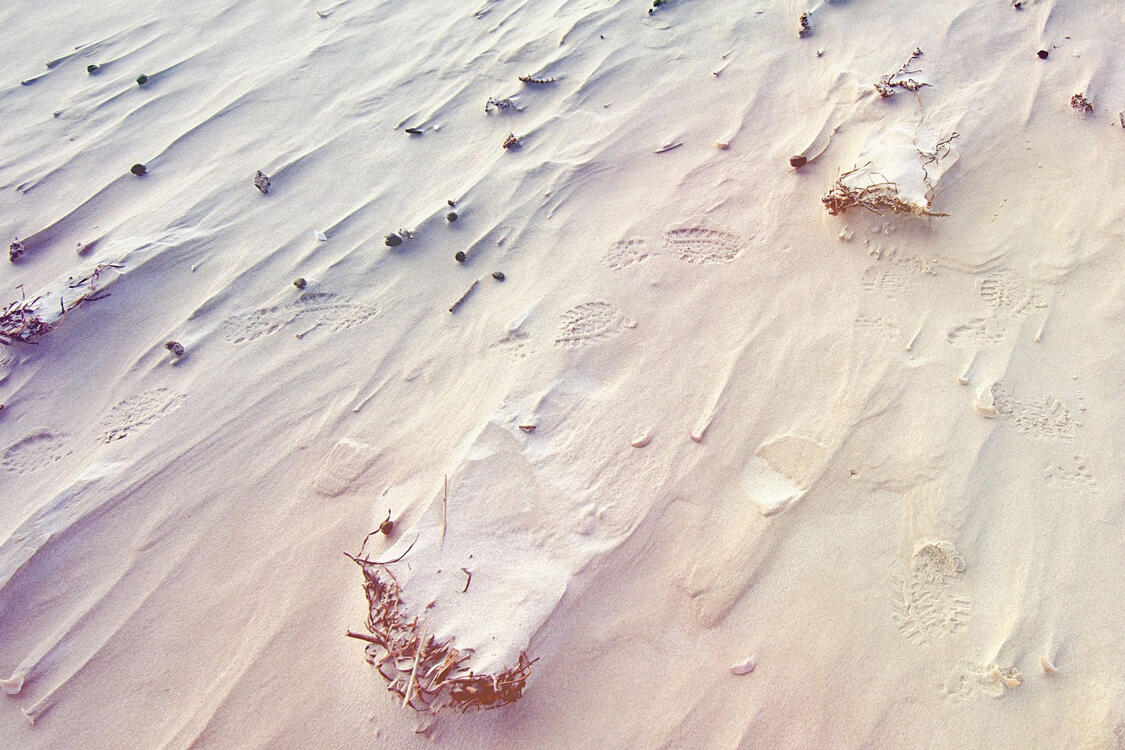 detail of sand and dried grasses blown by the wind