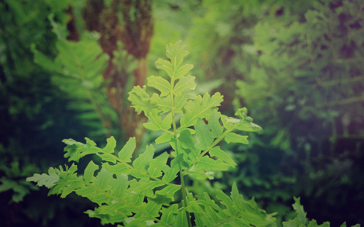 close up of a fern leaf