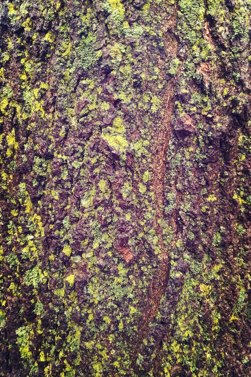 detail of tree trunk with green lichens