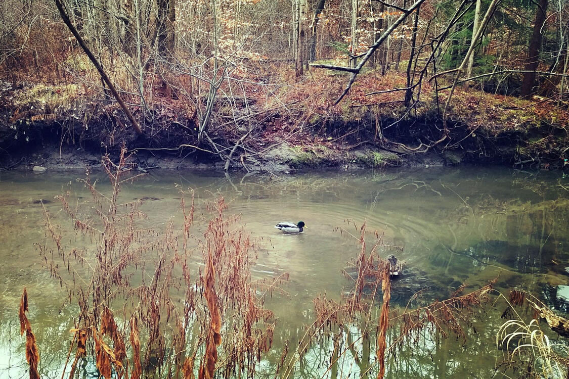 two mallard ducks resting in a pond
