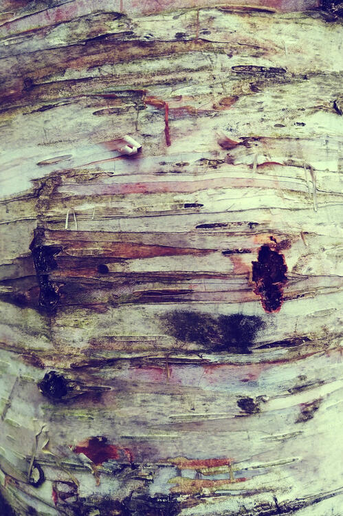 detail of a birch tree with peeling bark