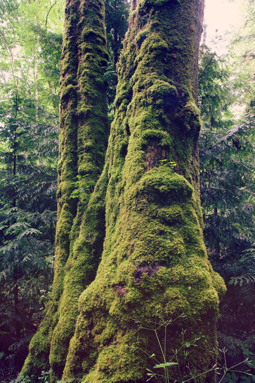 large tree trunk covered in moss