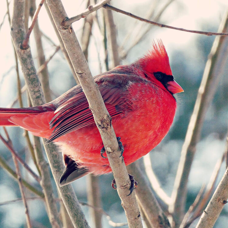 red cardinal perched on a twig