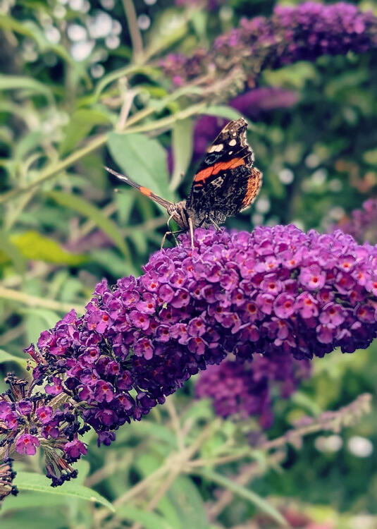 brown butterfly with orange stripes on a panicle of small purple flowers