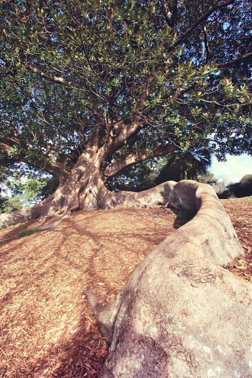 tree with a very long root