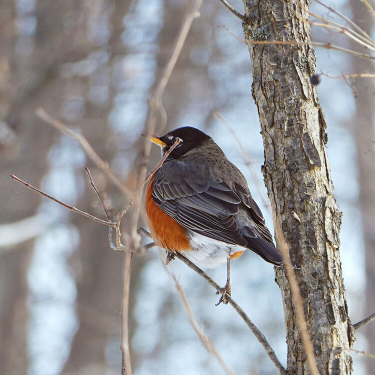 orange-breasted robin perched on a twig