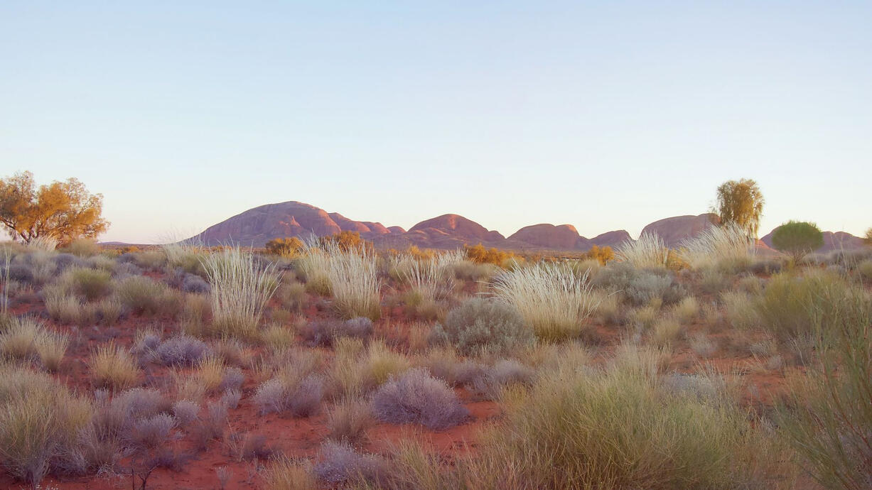 grassy desert landscape with rock formation in the background at sunrise