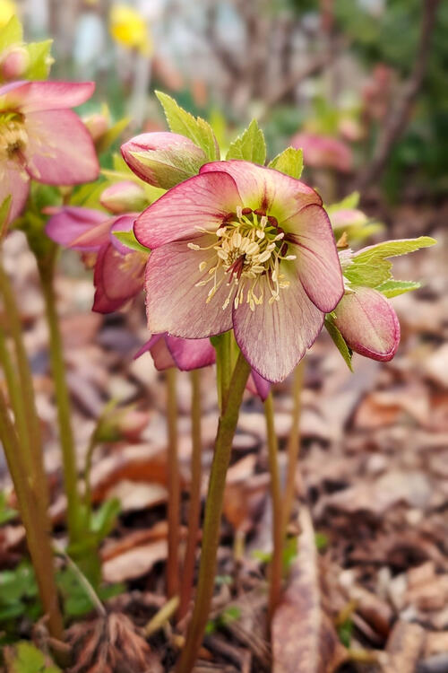 flower with five cream coloured petals with maroon edges and veins, slightly drooping downwards