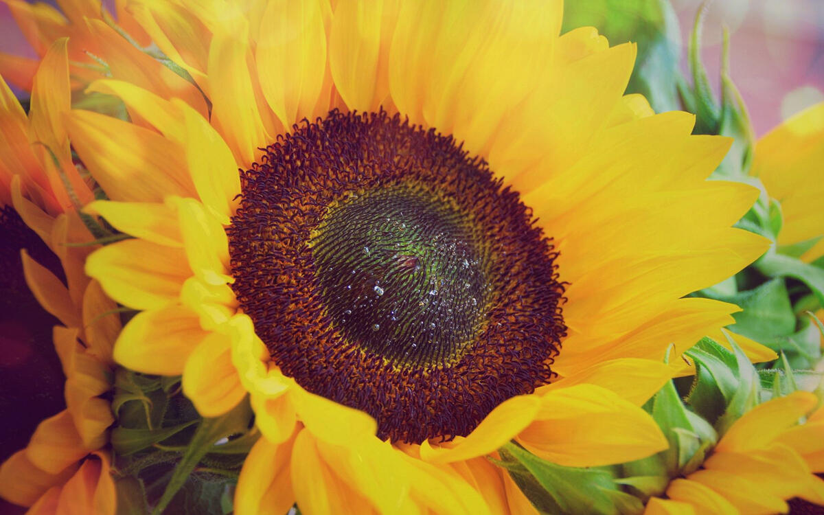 close up of a sunflower