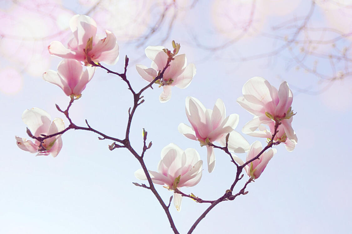 a branch of light pink magnolia flowers facing the sunlight