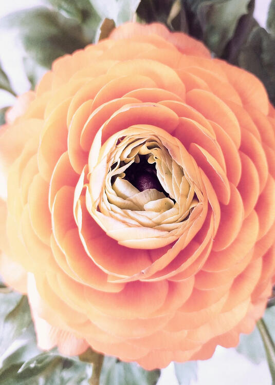close up of a peach coloured flower with many petals