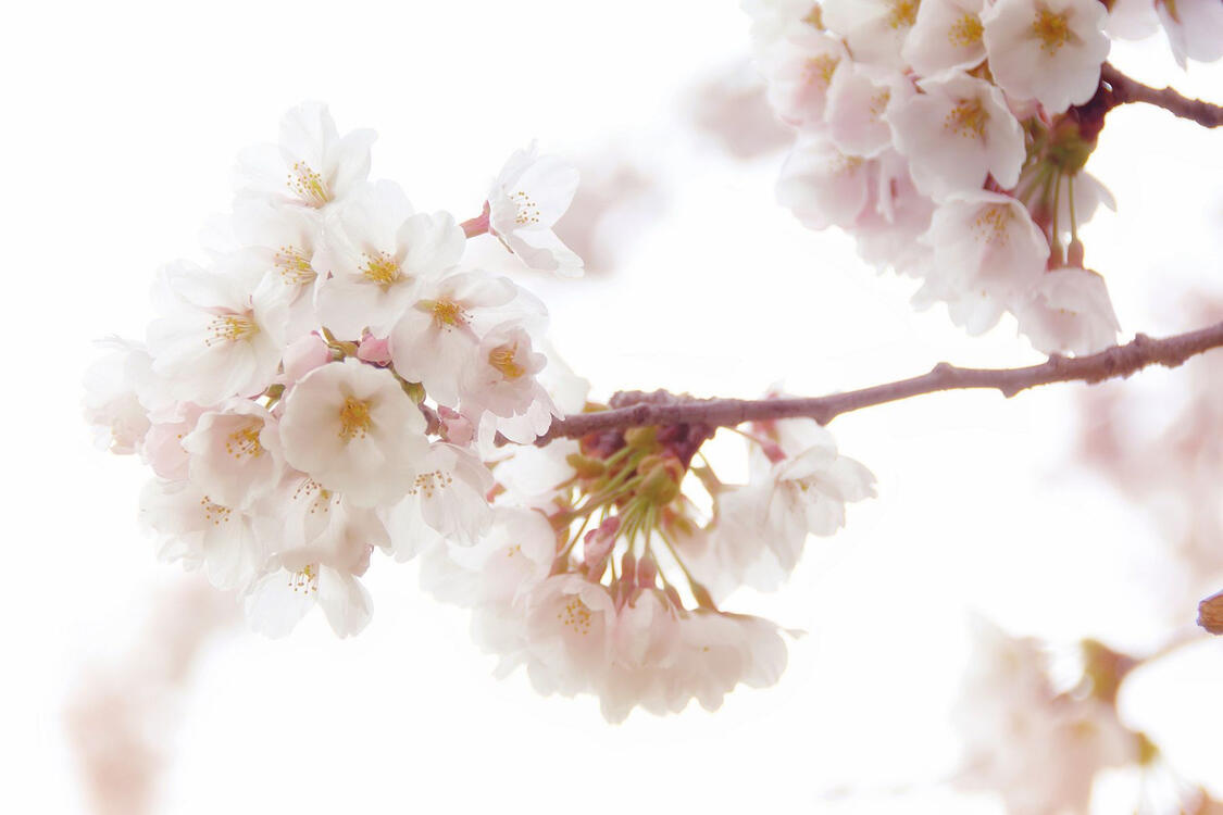 light pink clusters of cherry blossom flowers on a branch