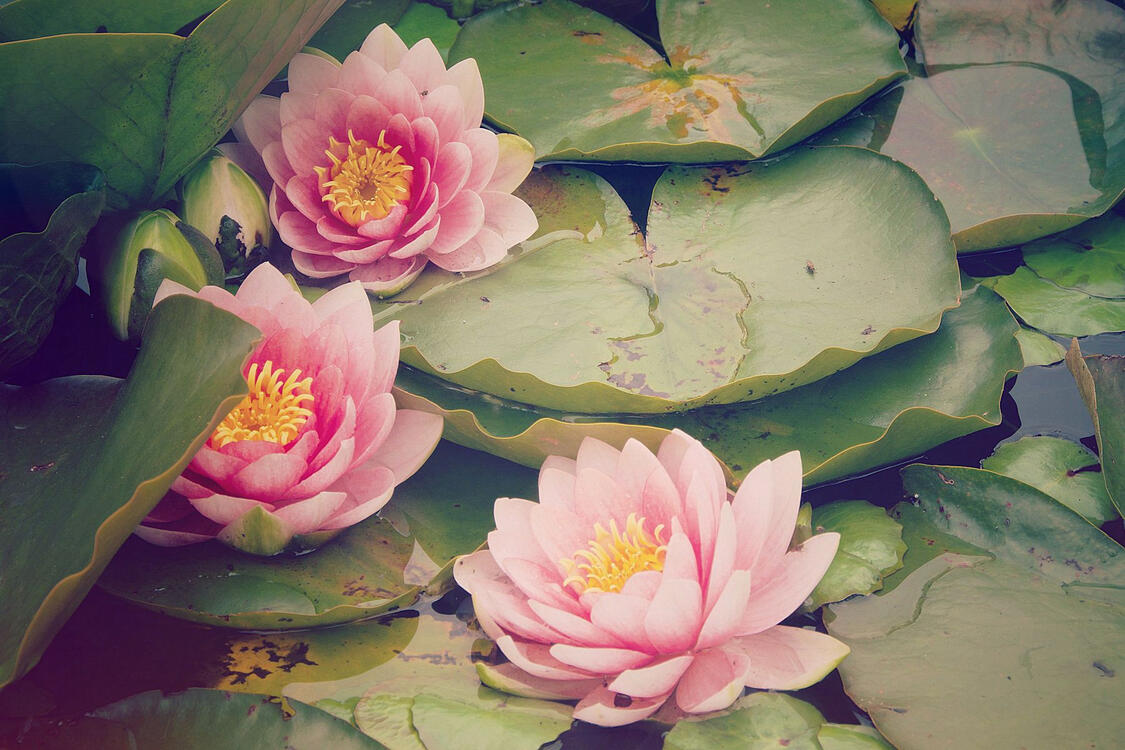 three pink waterlilies surrounded by lily pads