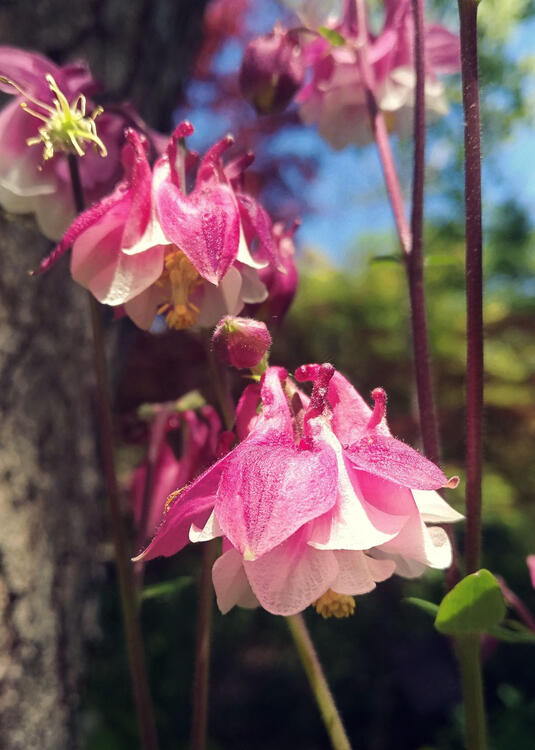flowers with white and pink petals, resembling a frilly dress