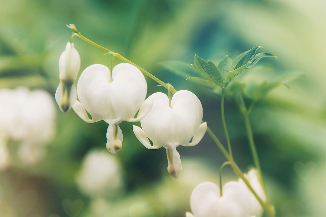 white heart-shaped flowers