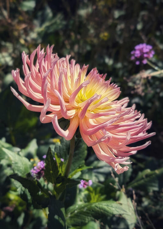 pink flower with many thin petals and a yellow centre