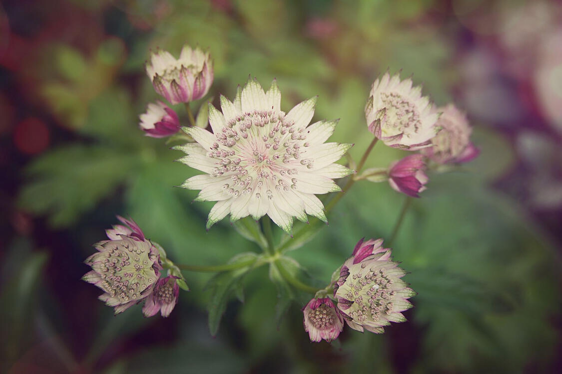 purple-white starburst shaped flowers with tiny florets