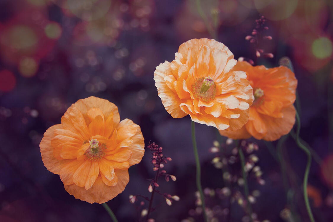 double petaled orange flowers against a purple backdrop