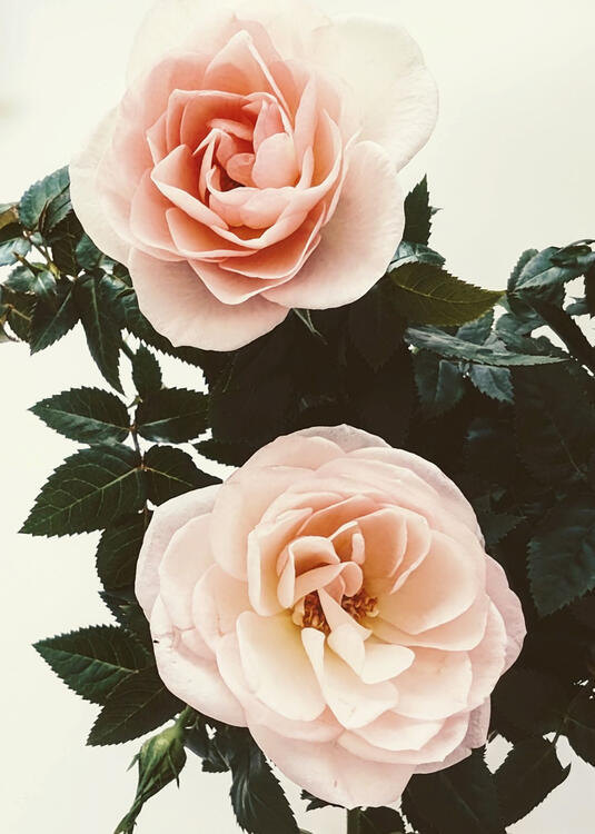 Pink Roses, Toronto, 2024. This was an aromatic rose plant bought from the supermarket!