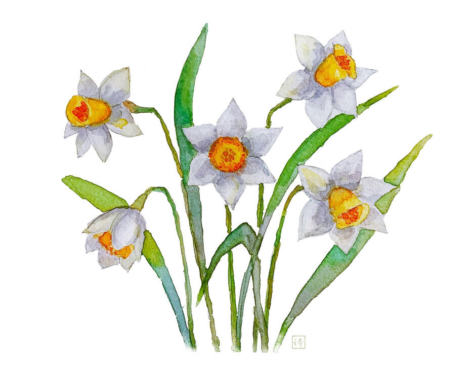 watercolour painting of narcissus flowers with white petals and yellow trumpets