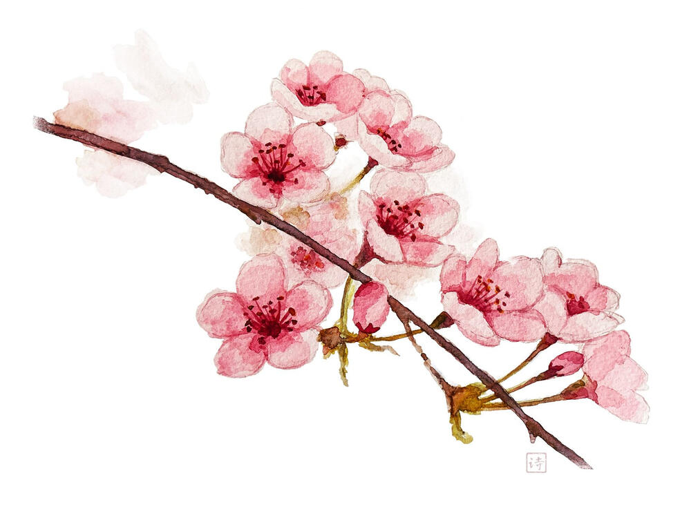 watercolour painting of a cluster of pink cherry blossoms